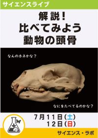 サイエンスライブ「比べてみよう！動物の頭骨」