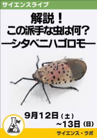 サイエンスライブ「解説!この派手な虫は何?―シタベニハゴロモ―」