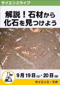 サイエンスライブ「解説!石材から化石を見つけよう」